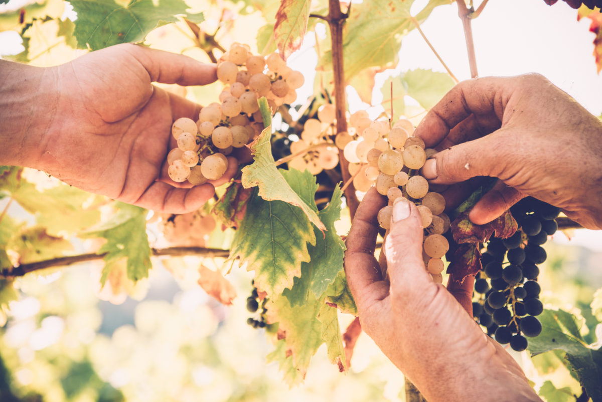 StRémy Rémy Cointreau