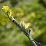 vineyard-Rémy-Martin