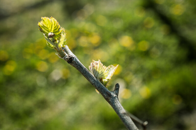 vineyard-Rémy-Martin