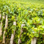 Telmont vineyard