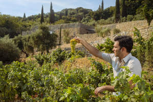 Grapes of LIKNON - METAXA