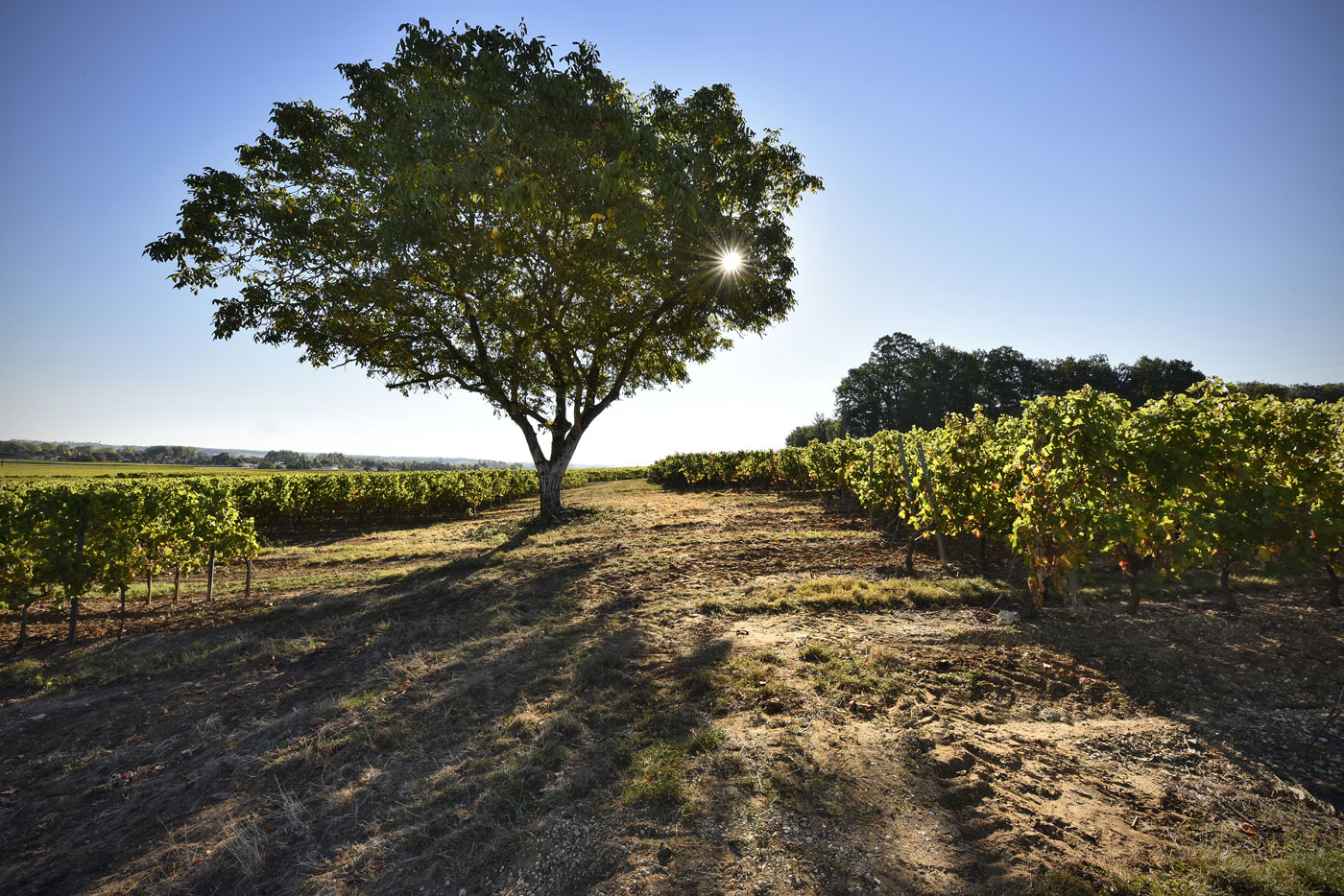 Les vignes