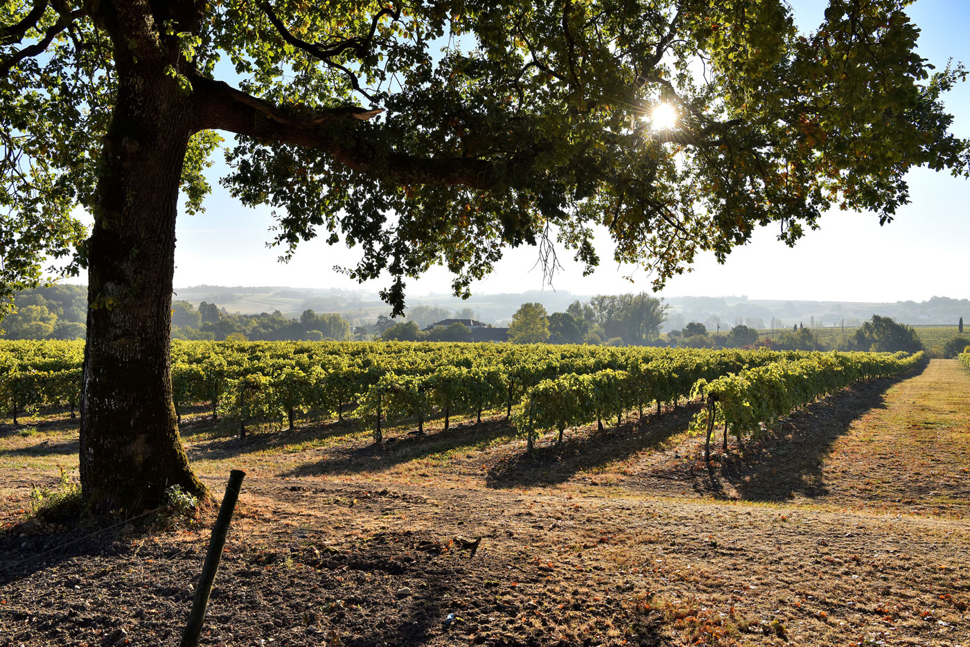 Les vignobles, en Charente